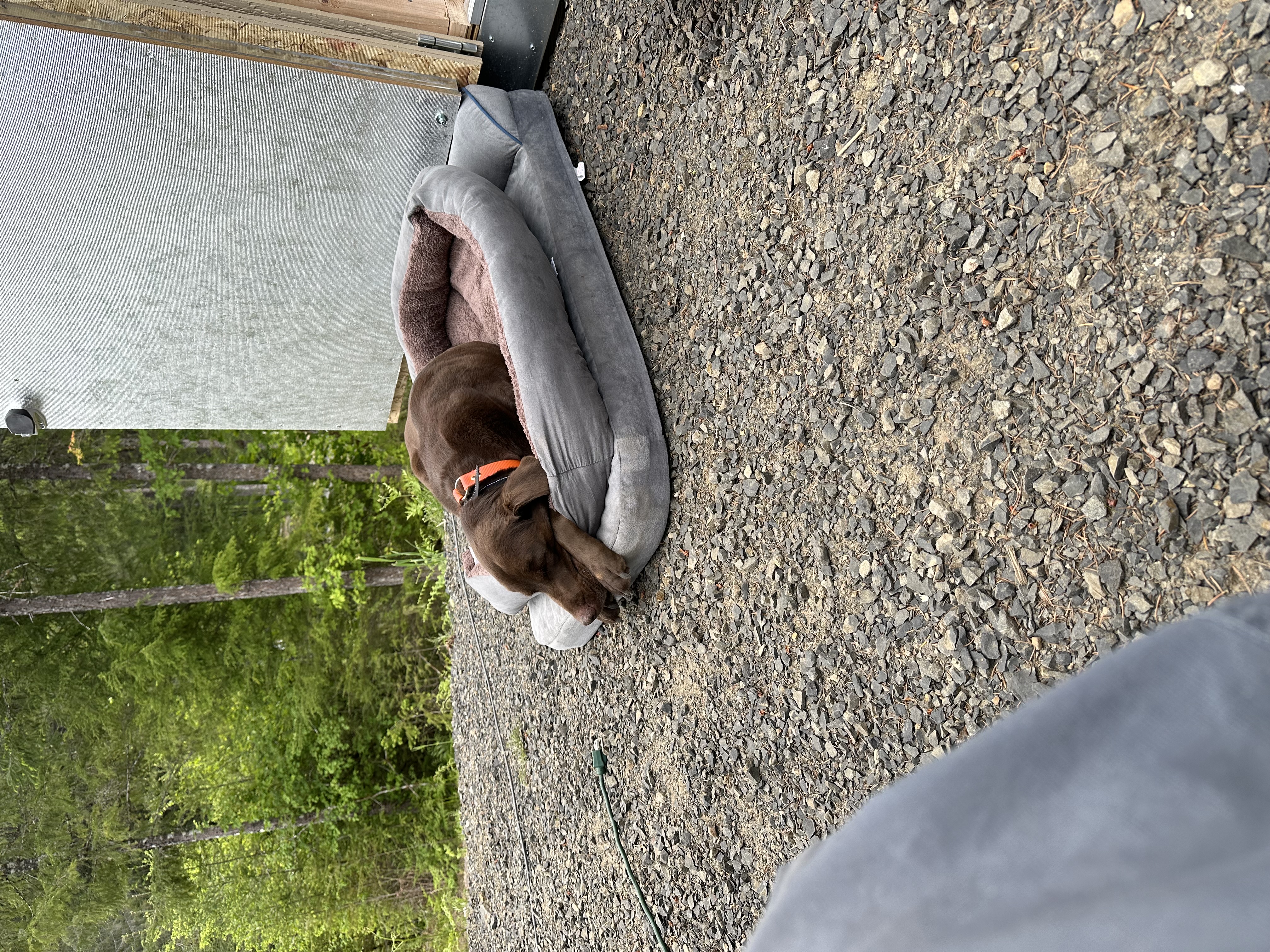 Happy dog relaxing at River Time Retreat