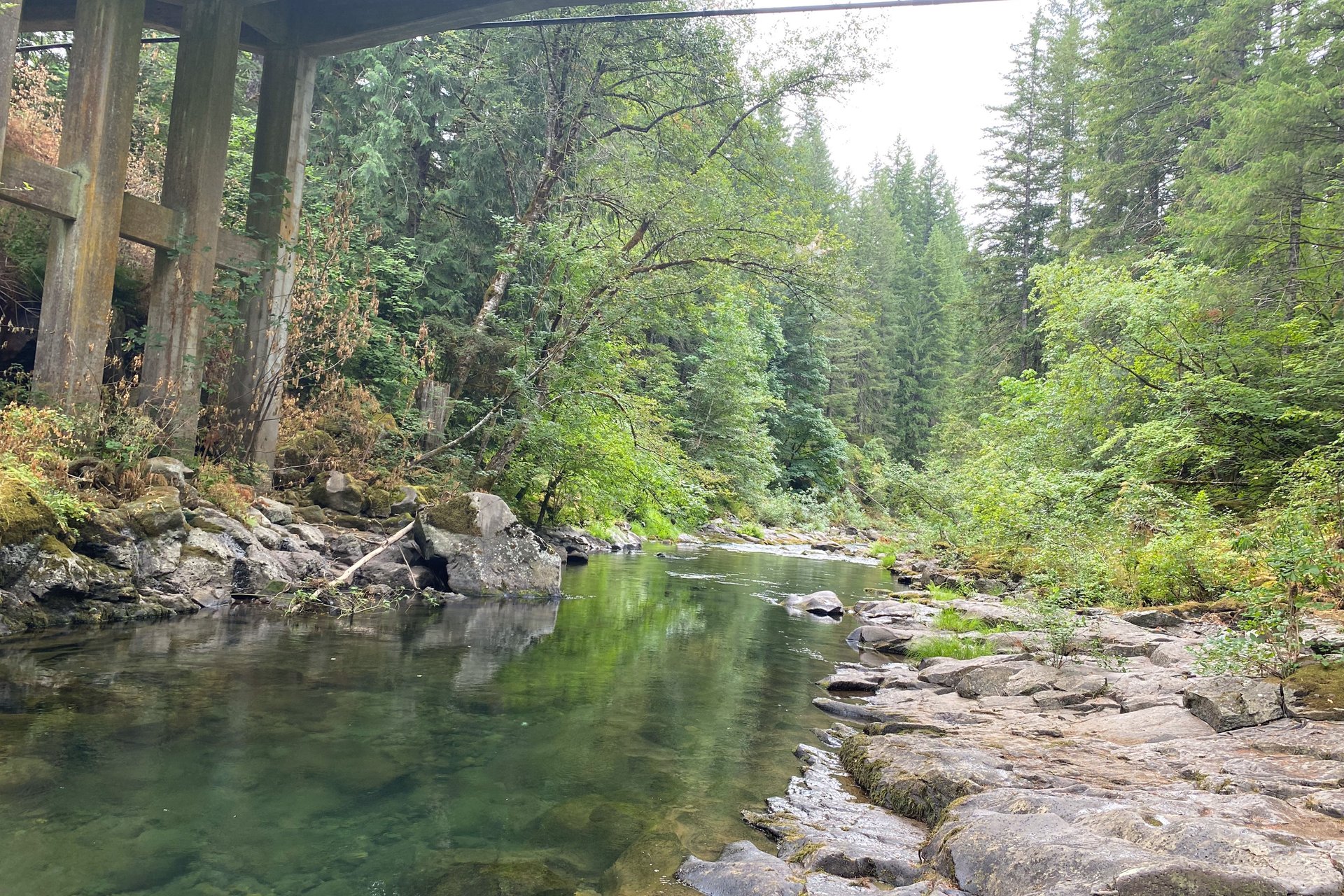 River under bridge - dog-friendly nature spot